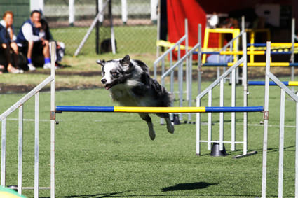 Brasil Agility – Comissão Brasileira de Agility