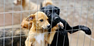 Sábado tem feira de adoção de animais no Maxi Shopping Jundiaí